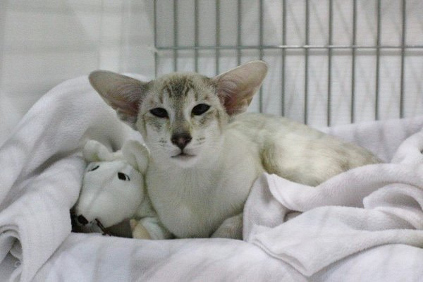 Chocolate Pointed Siamese Results 2014