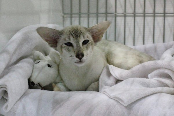 Chocolate Pointed Siamese Results 2015