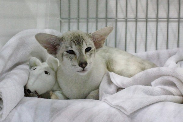 Blue Point Siamese Results 2014