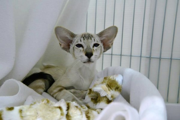 Surrey & Sussex Siamese Show Results 2014