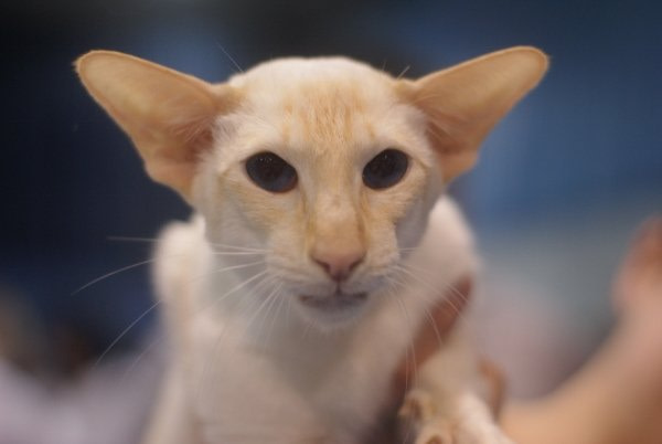 Red Point Siamese Cat