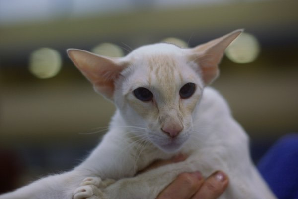 Red & Tortie Point Siamese Show Results 2014