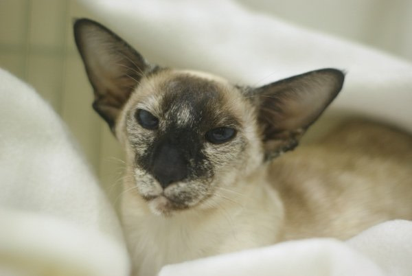 Somerset Siamese Results 2015