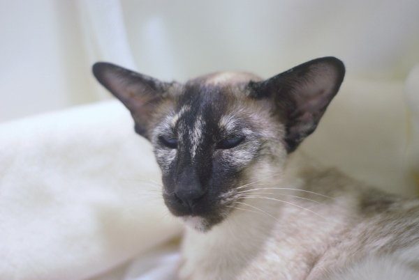 Merseyside Siamese Results 2014