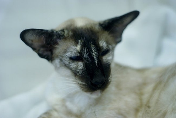 North West Siamese and Oriental Pictures 2014