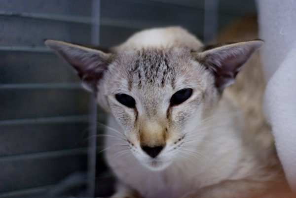 Havana & Oriental Lilac Siamese and Oriental Photos 2014