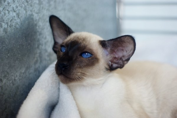 Havana & Oriental Lilac Siamese Results 2014