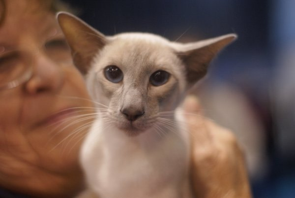 Short Haired Siamese Results 2013