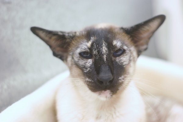 Lakeland Siamese Pictures 2013
