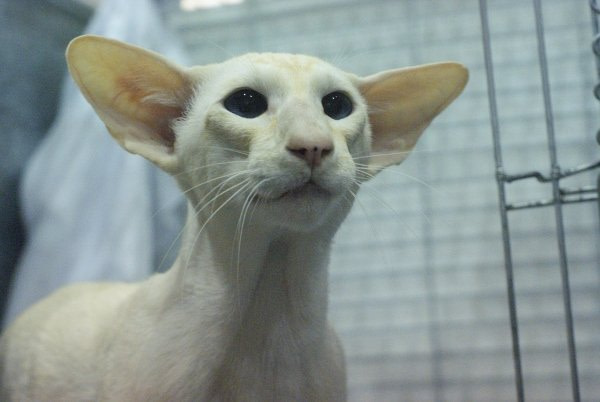 Lincolnshire Siamese Results 2014