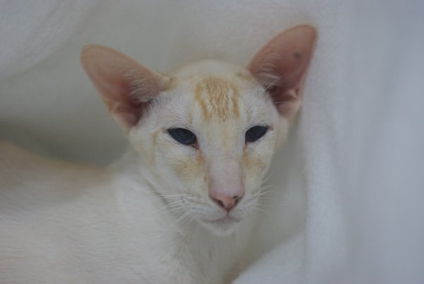 Shropshire Siamese Results 2014