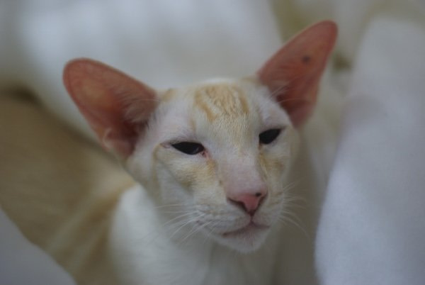 Lakeland Siamese Results 2014