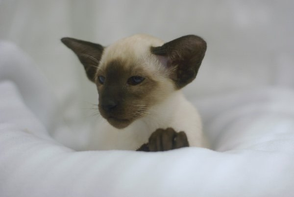 Lancashire Siamese and Oriental Pictures 2014