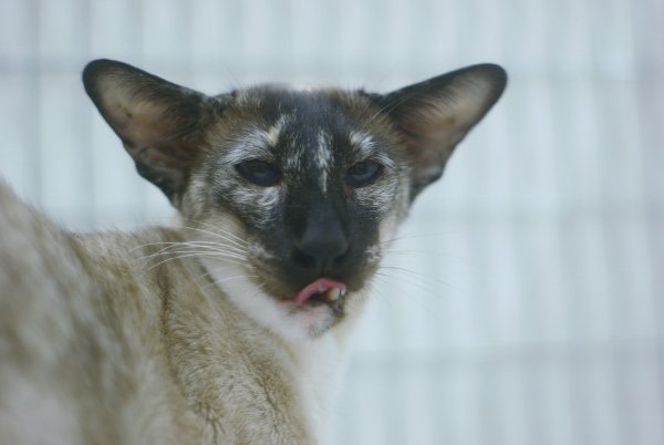 Lancashire Siamese Show Results 2014