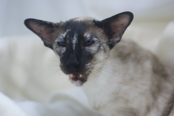 Humberside Siamese Show Results 2015