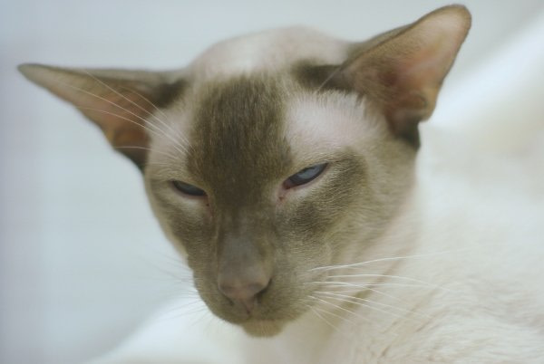 Lincolnshire Siamese Show Results 2015