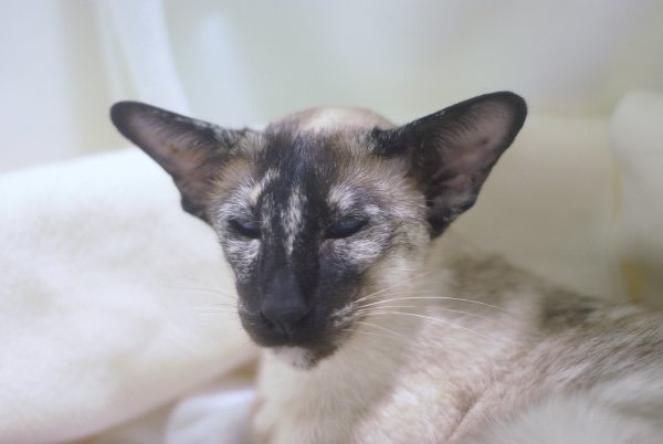 Cambridgeshire Siamese and Oriental Pictures 2014