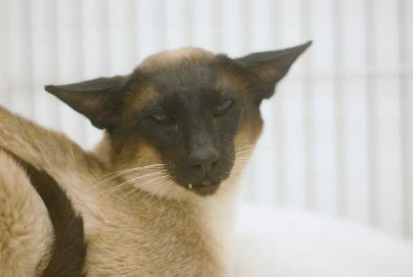 Merseyside Siamese Pictures 2014