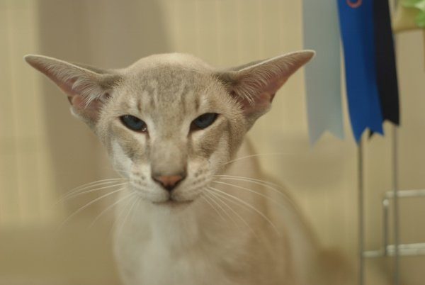 Lilac Point Siamese Results 2015