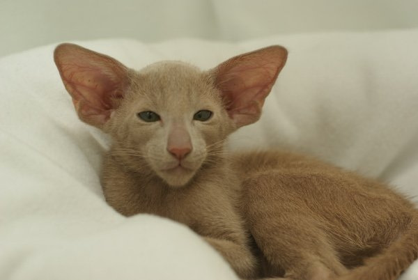 Lincs & Humberside Siamese Photos 2014