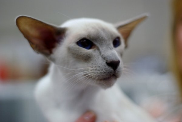 Yorkshire Siamese Results 2015