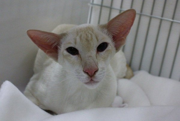 Maidstone & Medway Siamese Pictures 2013