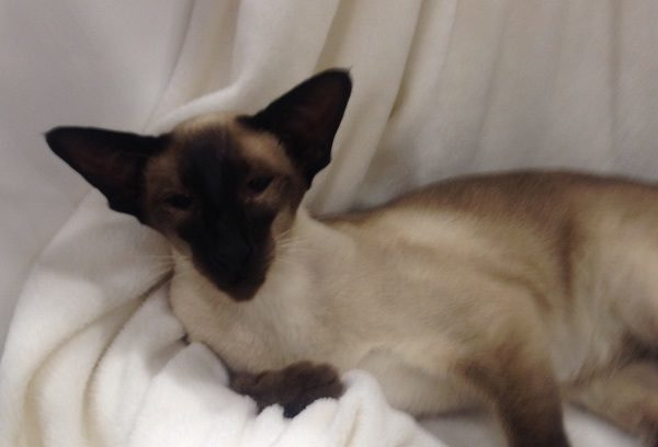 Three Counties Siamese Results 2015