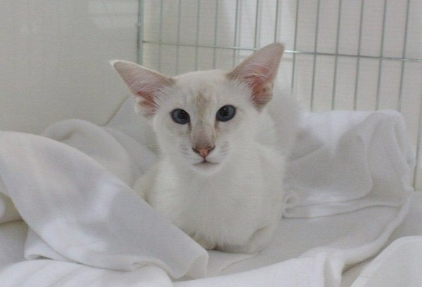 Coventry & Leicester Siamese and Oriental Pictures 2014