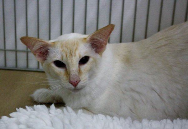South Western Siamese and Oriental Pictures 2014