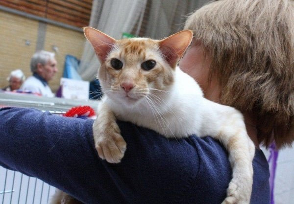 Balinese Cat Society Results 2015