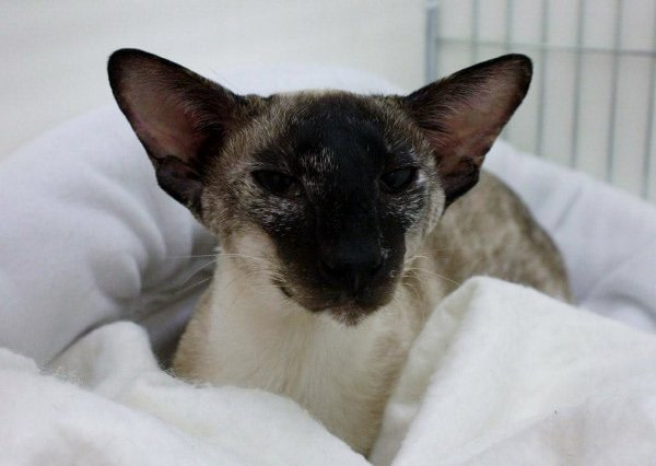 East Sussex Siamese and Oriental Pictures 2014