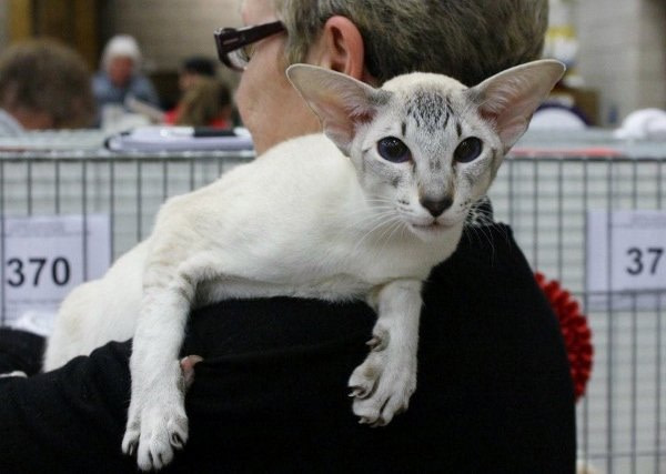 Yorkshire Siamese and Oriental Pictures 2014