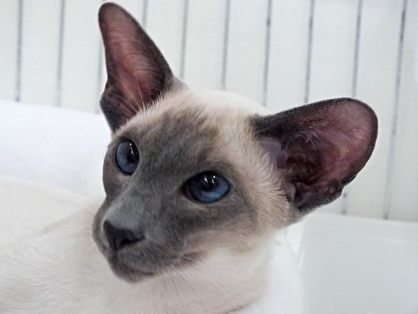 Eastern Counties Siamese Photos 2013