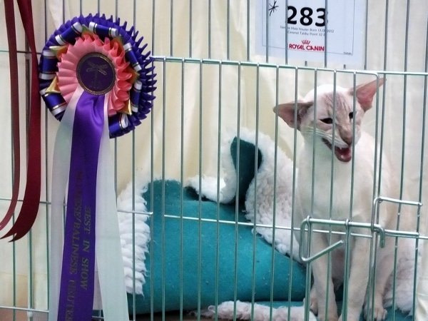 Eastern Counties Siamese Pictures 2013