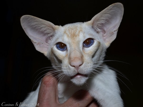 Red & Tortie Point Siamese and Oriental Pictures 2014