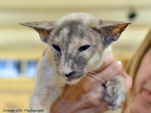 Trans Pennine Siamese and Oriental Photos 2014