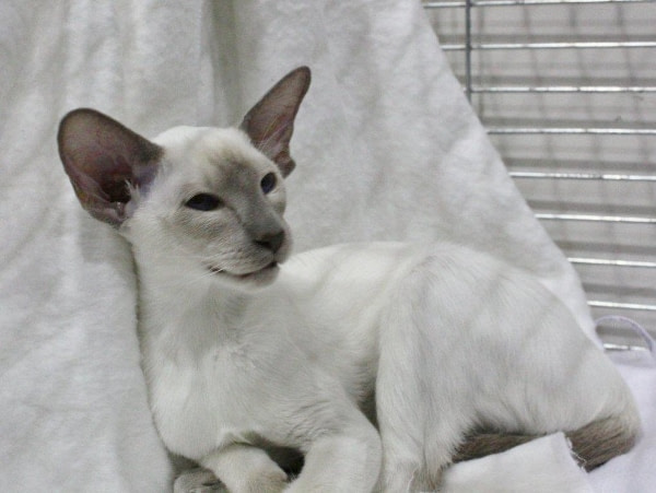 Yorkshire Siamese Results 2014