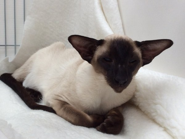 Bristol Siamese Show Results 2014