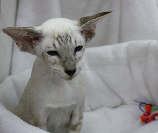 Croydon Siamese Pictures 2014