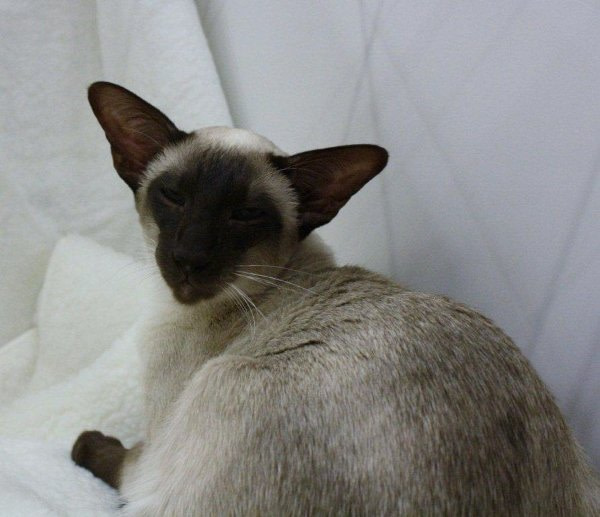 Southern Counties Siamese Pictures 2014
