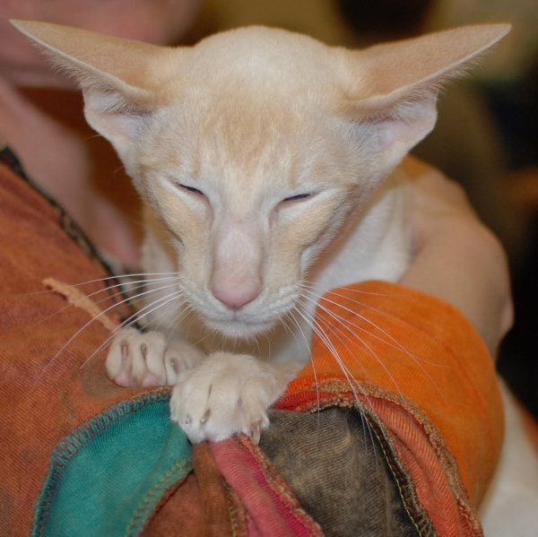 Shorthair Cat Club of Scotland Siamese Pictures 2013