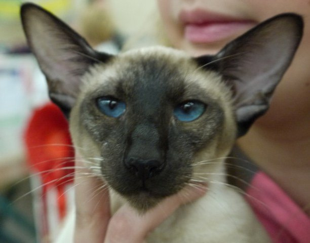 Hemlock Kiss From A Rose