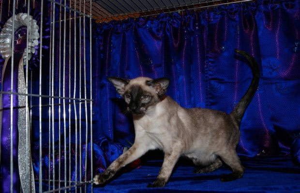 Trans Pennine Siamese Pictures 2012 Seal Tortie Point Siamese Cat