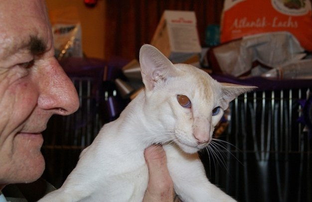 Trans Pennine Cat Show Photos 2013