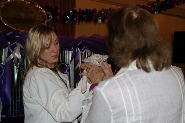 Trans Pennine Siamese Video