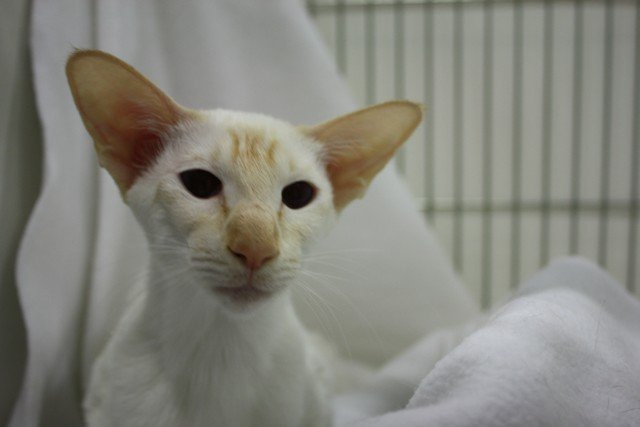 Herts & Middlesex Siamese Results 2013