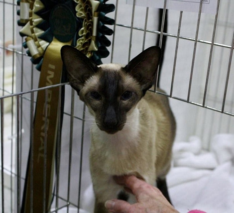 Manchester Siamese Pictures 2014