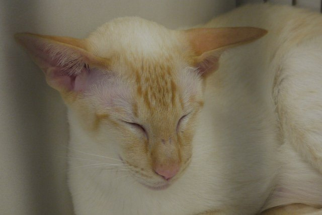 Three Counties Siamese Results 2014