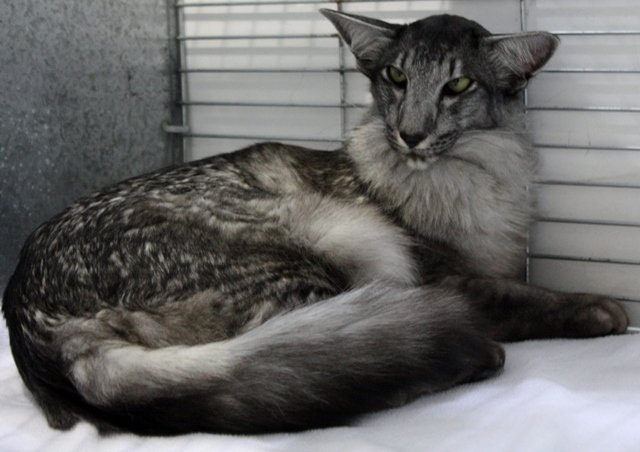 OG IGR PR Mylynn Magnifique