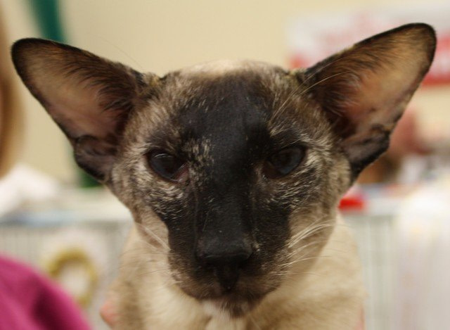 Croydon Siamese Results 2014